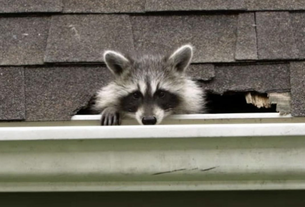 one reason to replace your roof: racoons eating your shingles